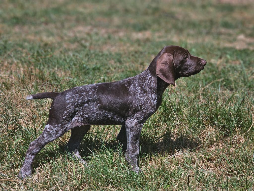 Du Château De La Punta - Chiots disponibles - Braque allemand à poil court