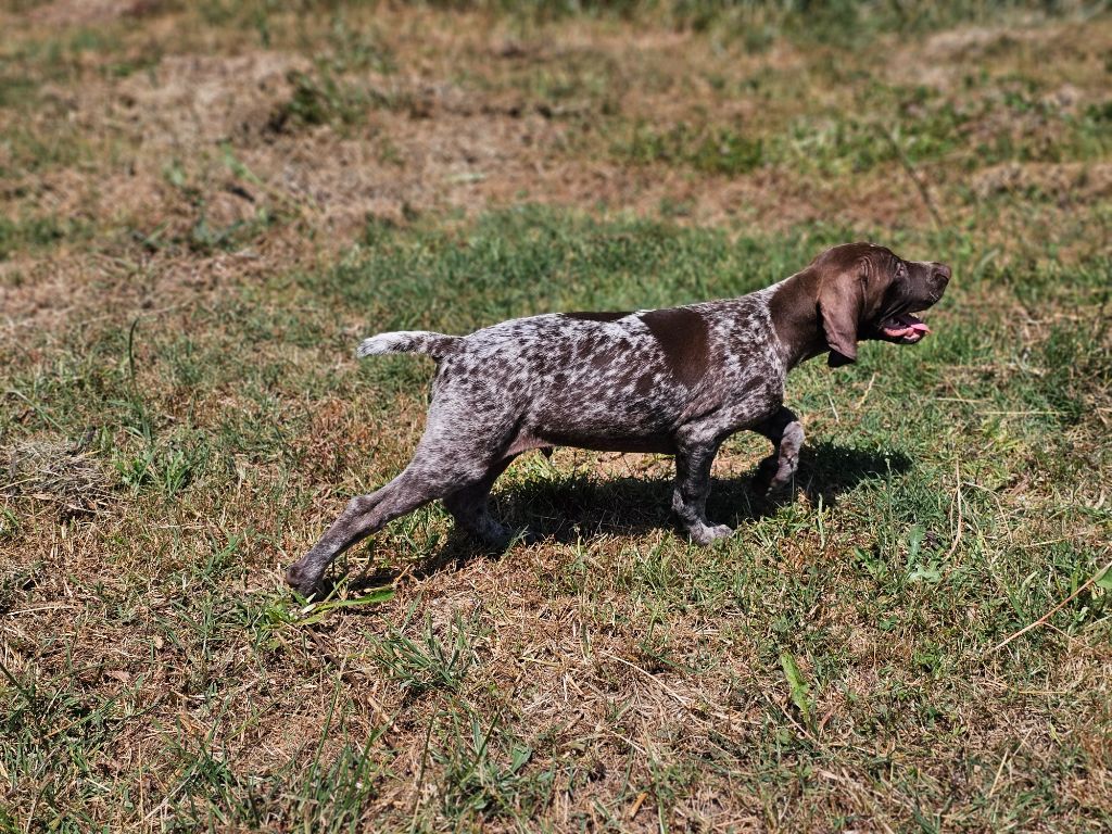 Du Château De La Punta - Chiots disponibles - Braque allemand à poil court