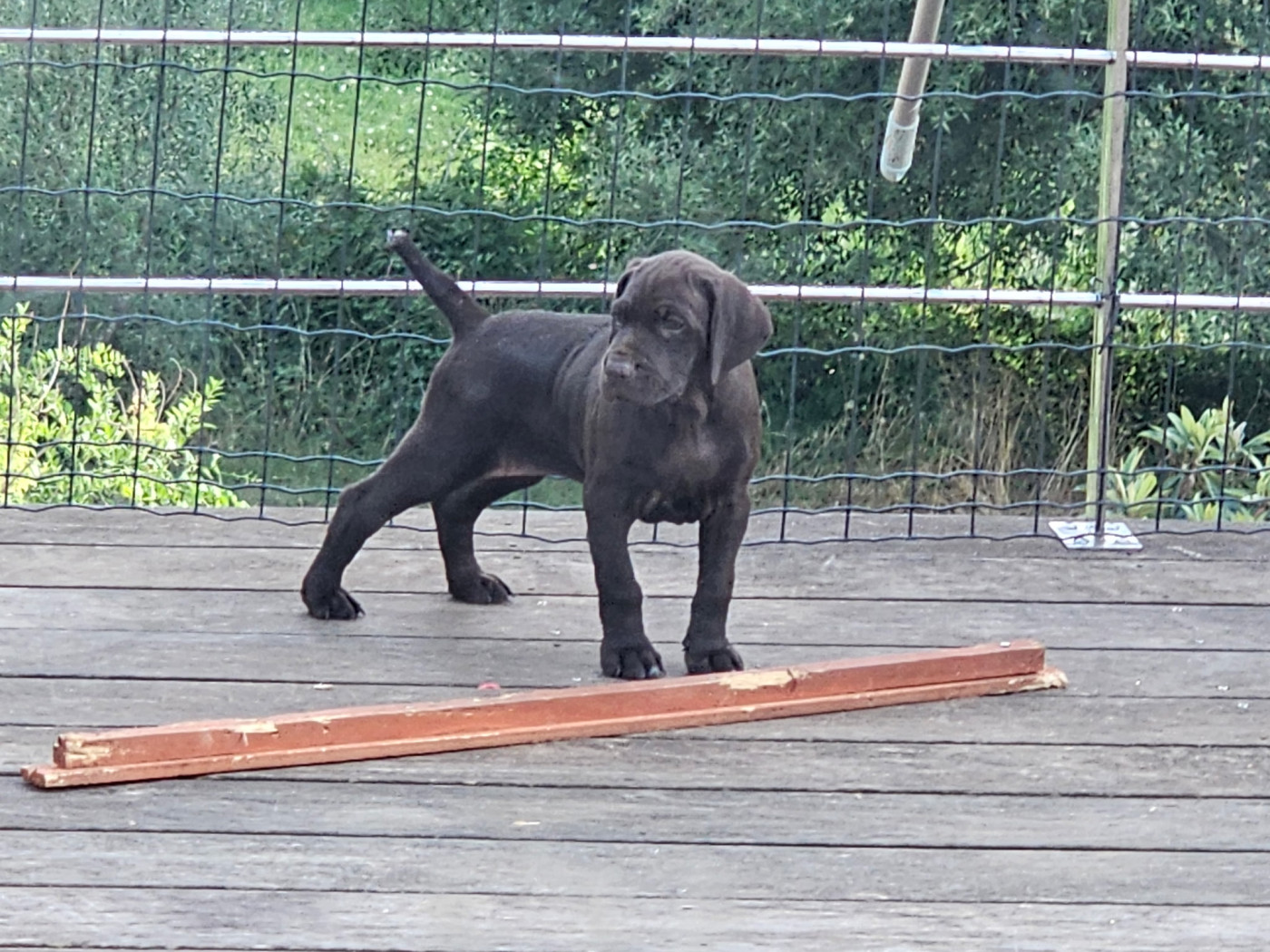 Du Château De La Punta - Chiots disponibles - Braque allemand à poil court