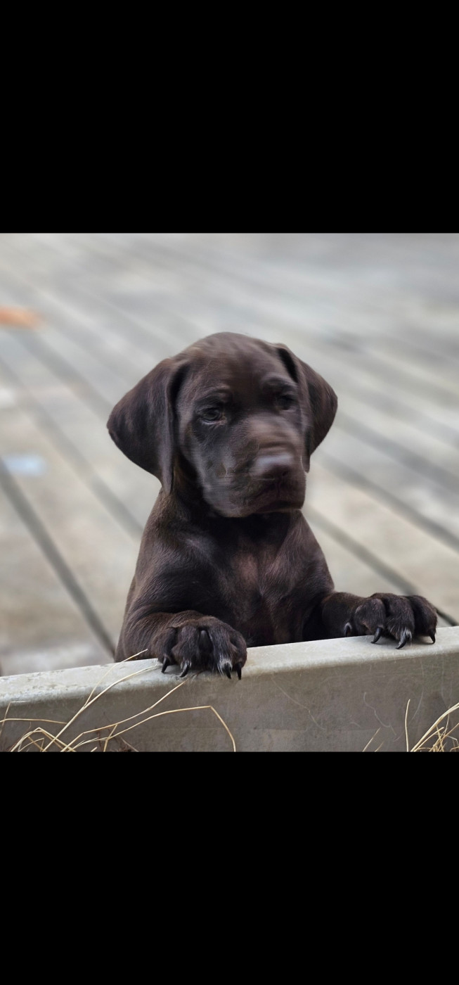 Du Château De La Punta - Chiots disponibles - Braque allemand à poil court
