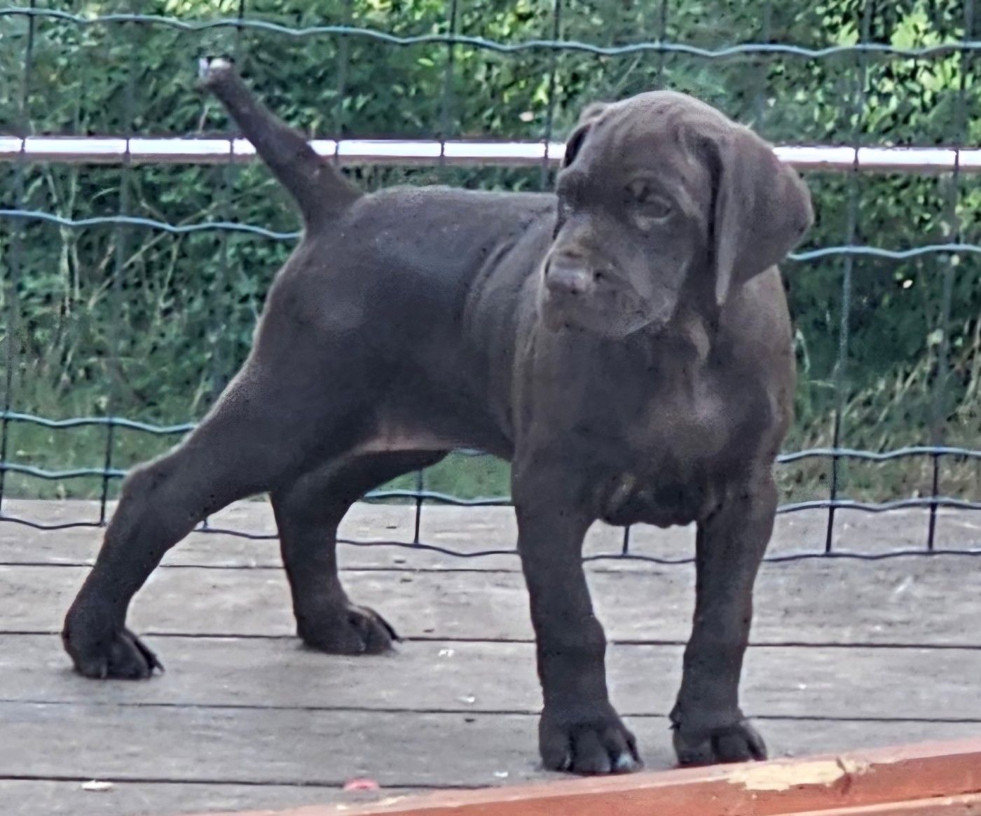 Du Château De La Punta - Chiots disponibles - Braque allemand à poil court