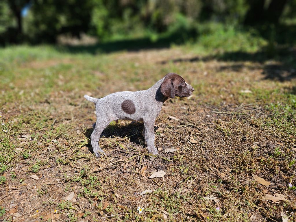 Du Château De La Punta - Chiots disponibles - Braque allemand à poil court