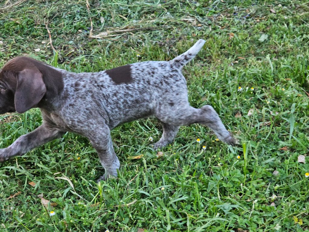 Du Château De La Punta - Chiots disponibles - Braque allemand à poil court