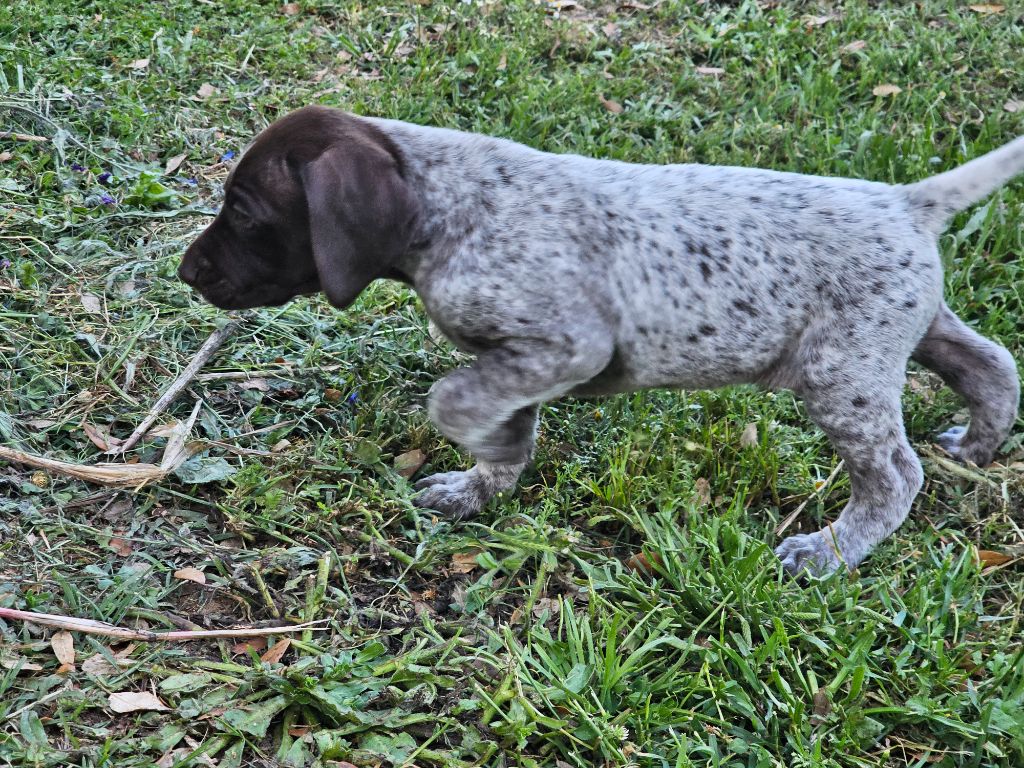 Du Château De La Punta - Chiots disponibles - Braque allemand à poil court