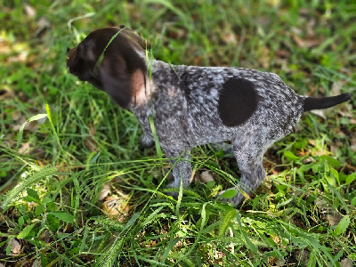CHIOT 7