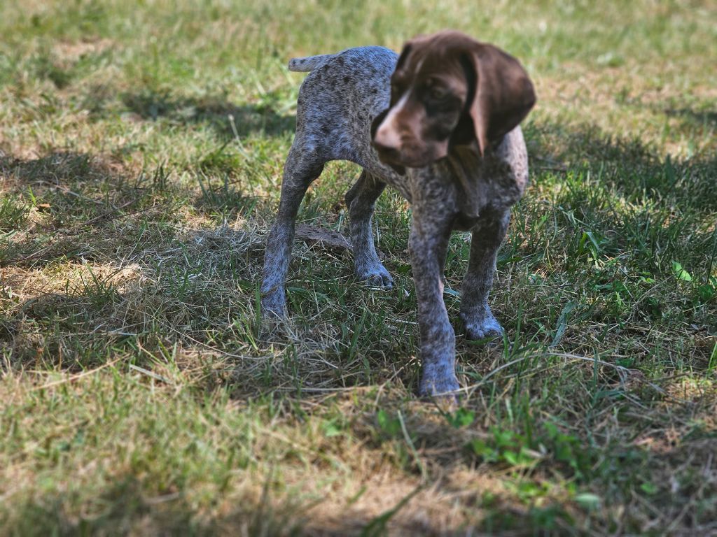 Du Château De La Punta - Chiots disponibles - Braque allemand à poil court