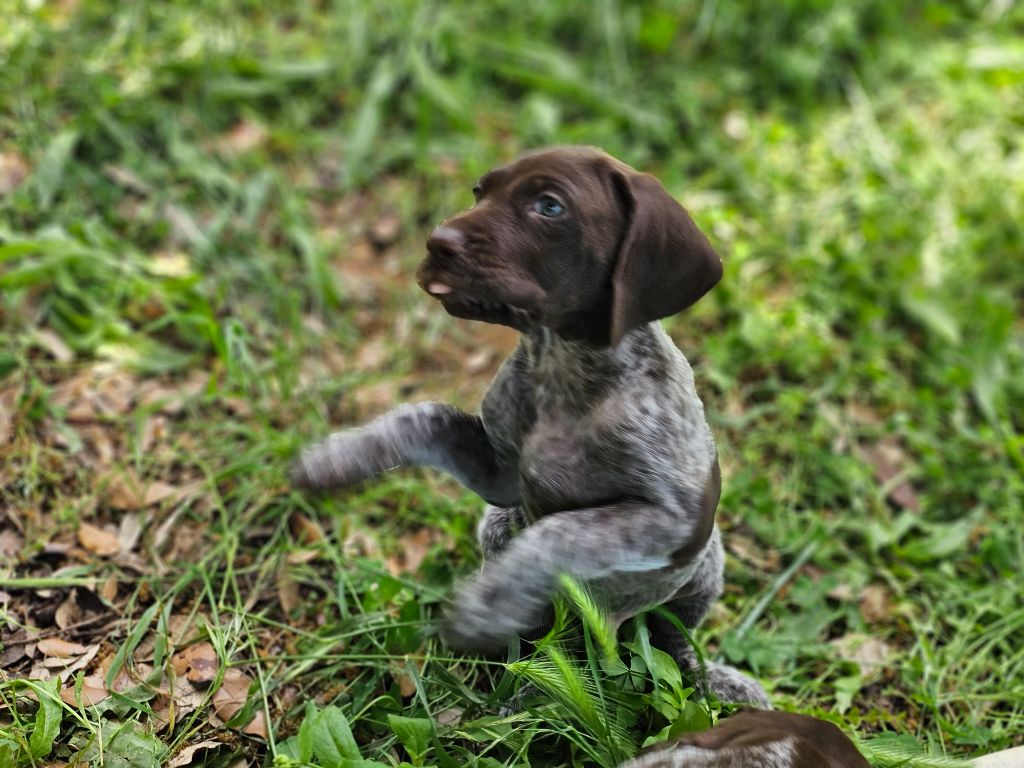 Du Château De La Punta - Chiots disponibles - Braque allemand à poil court